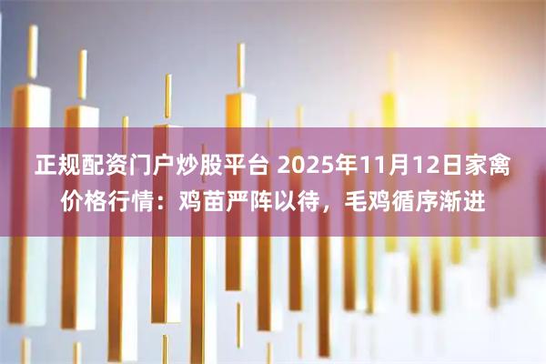 正规配资门户炒股平台 2025年11月12日家禽价格行情：鸡苗严阵以待，毛鸡循序渐进